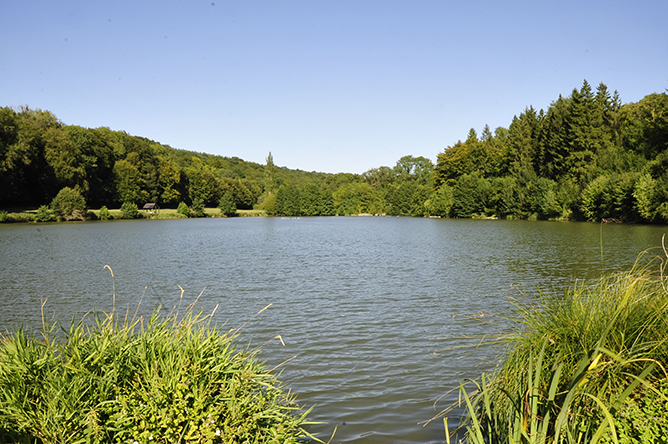 Blick auf einen ruhigen See umgeben von üppigem Grün an einem sonnigen Tag.