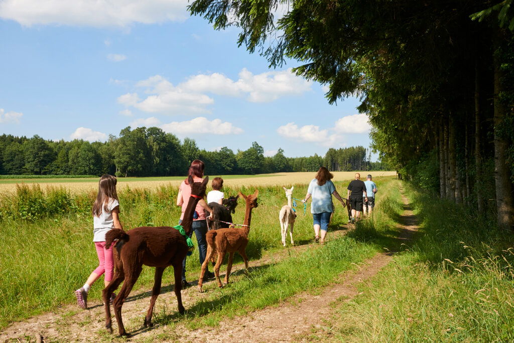 Personen, die mit Alpakas über einen Feldweg spazieren gehen.