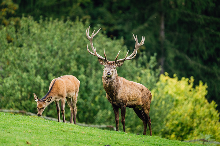 Hirsch mit beeindruckendem Geweih steht neben einem grasenden Reh in einer grünen Wiese.