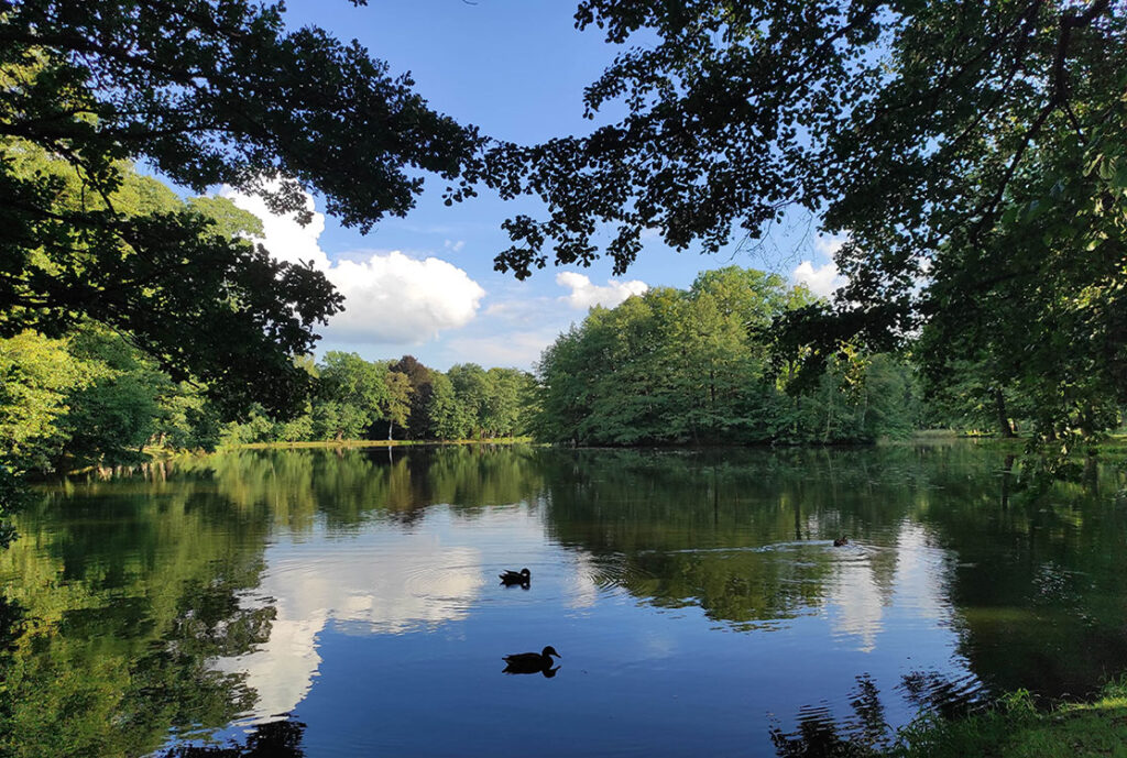 Ruhiger See umgeben von grünen Bäumen mit Spiegelung des blauen Himmels und Schwimmenten.